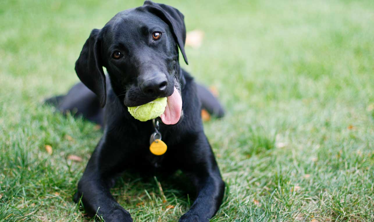 Black lab with tennis ball in mouth