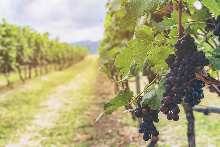 Vineyard with Grapes on a Vine